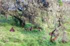 Ethiopia. North Gondar. Simien Mountains National Park. A troop of Gelada baboons under trees. Art Print